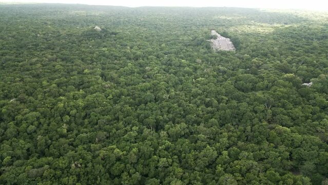 Mexico, Campeche, Calakmul mayan ruins highest pyramid on Yucatan Peninsula