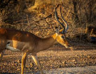 impala in the savannah