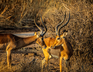 impala in the savannah