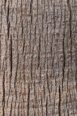 Obraz premium Palm Trunk Texture. Cracked trunk. Vertical.
