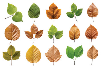 Alder leaf vector set isolated on white background - obrazy, fototapety, plakaty