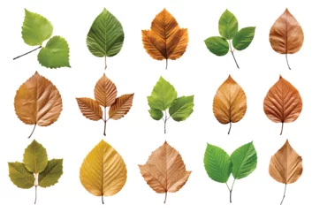 Foto op Plexiglas Alder leaf vector set isolated on white background © Diana