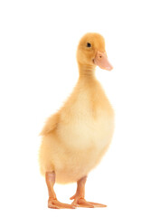 A cute funny little duckling stands on a white background.