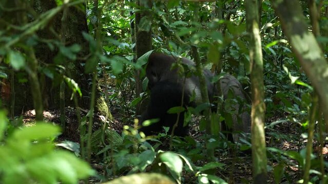 Gorilla in jungle 4K Africa