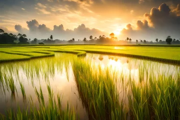 Foto op Canvas Sunrise and bokeh over paddy rice field. Paddy field farming at sunrise © HUSNA