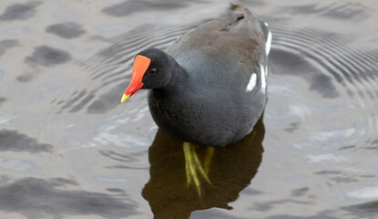 Common moorhen swimming gracefully in a lake. Every detail is captured, displaying the beauty of these water birds in their natural habitat.