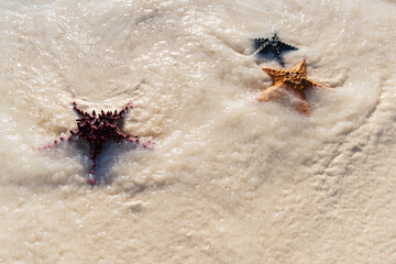 Three starfish on shore at beautiful beach on sunny day, starfish starfish in the waves background, copy-space.