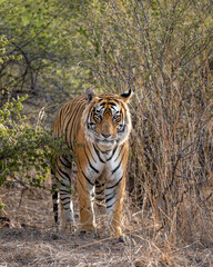 wild indian male bengal tiger or panthera tigris head on closeup with eye contact with one of...