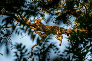 wild male leopard or panther or panthera pardus fusca with eye contact resting on natural green tree branch and blue sky background at dhikala of jim corbett national park forest uttarakhand india © Sourabh