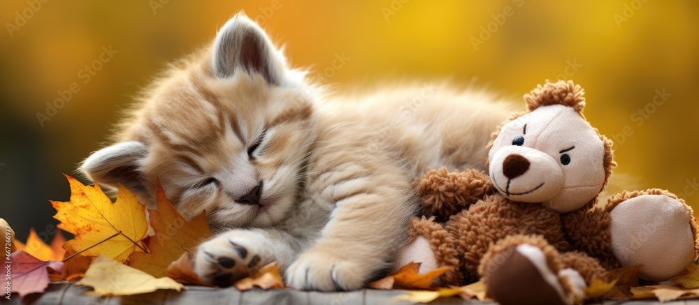 Poster Kitten sleeps on fall foliage and hugs toy bear