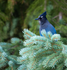 Steller's Jay