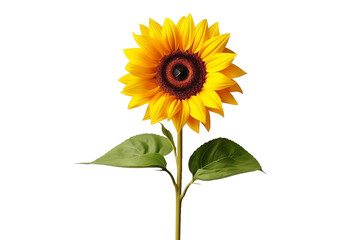 sunflower isolated on white background