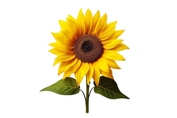 sunflower isolated on white background