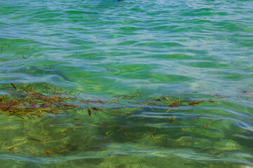 Scenic view of crystal-clear waters of Atlantic Ocean with floating seaweed off the coast of Miami Beach, USA. 