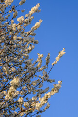 Branches of blossoming cherry white flowers on blue sky background, close-up.