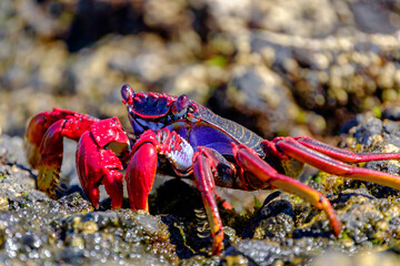 Red crab on the cliff close to the ocean on the Canary Islands.