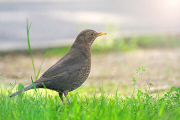 Fieldfare or turdus pilaris sitting on green grass.