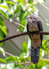 Barred Cuckoo Pigeon (Macropygia unchall) - Slender Pigeon with Barred Plumage