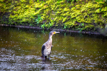 Fototapeta premium Great Cormorant (Phalacrocorax carbo) - Large Black Seabird with a Long Hooked Bill