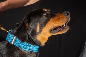 american rottweiler, dangerous dogs pet