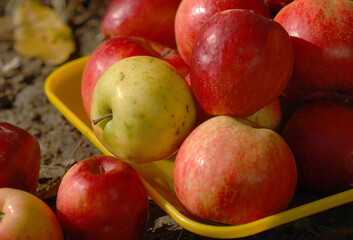Juicy, ripe apples lie on a plate