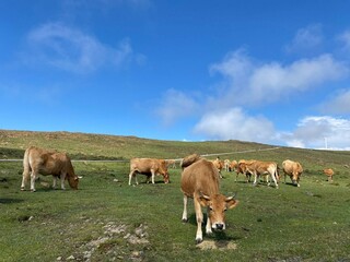 Rebaño de vacas en la montaña de Lugo, Galicia