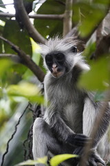 Red Colobus Monkey from Zanzibar
