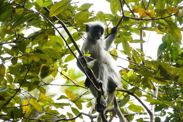 Red Colobus Monkey from Zanzibar
