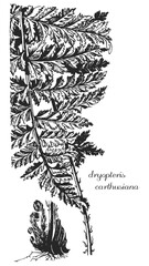dryopteris, dryopteris carthusiana, dryopteris spinulosa, branch dryopteris, sheet dryopteris, dryopteris sketch, dryopteris branch monochrome, black and white dryopteris, dryopteris leaf