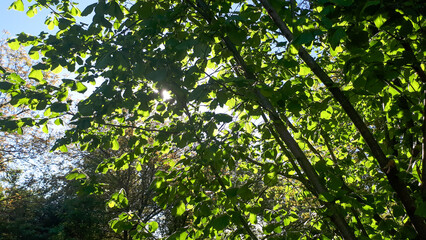 Fototapeta na wymiar Dense green forest with close up of lush bush leaves.