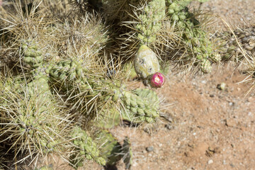 cactus flower blooming in the desert