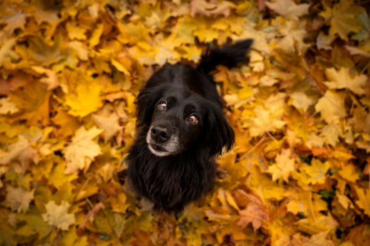 Fototapeta Czarny spaniel siedzi na jesiennych liściach