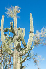 large saguaro cactus in the desert