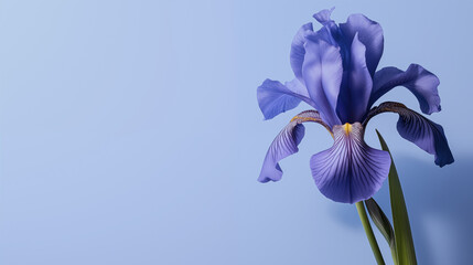 Close-up of a blue iris flower on a solid light blue background matching the flower's tone. © Roxy jr.