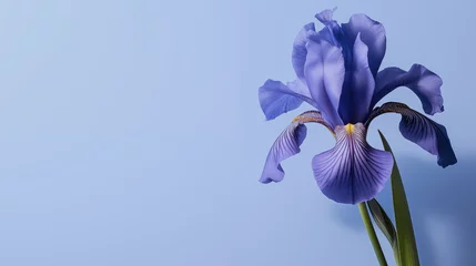 Fotobehang Close-up of a blue iris flower on a solid light blue background matching the flower's tone. © Roxy jr.