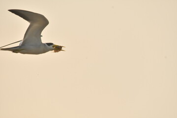 seagull in flight