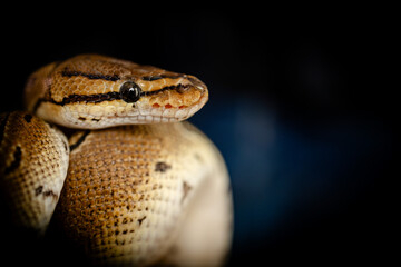 close up of a python