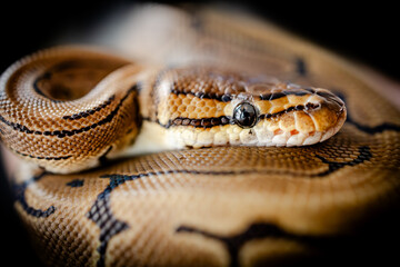 close up of a python snake
