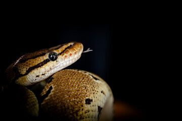 close up of a snake