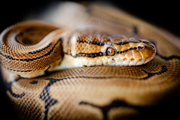close up of a snake