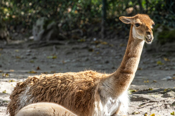 Vicunas, Vicugna Vicugna, relatives of the llama in a German park