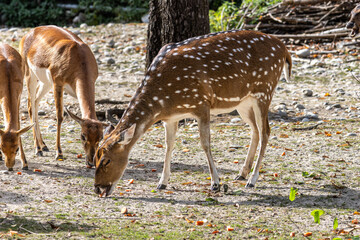 Naklejka na ściany i meble Chital or cheetal deer, Axis axis, also known as spotted deer or axis deer .