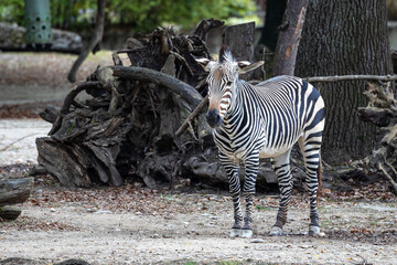 Hartmann's Mountain Zebra, Equus zebra hartmannae. An endangered zebra