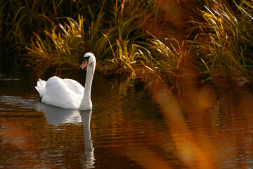 Swan swimming in autumn