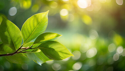 Fototapeta na wymiar green leaf for nature on blurred background with beautiful bokeh and copy space for text