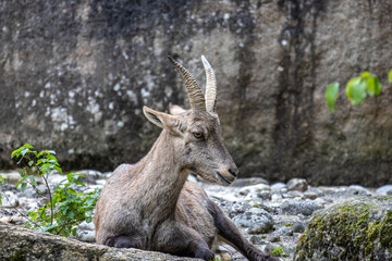 Male mountain ibex or capra ibex on a rock living in the European alps