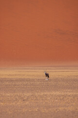 Oryxantilope in der Wüste vor einer Düne, Namibia