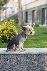 Yorkshire terrier, old dog walks outdoor