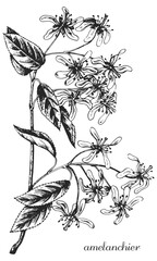 amelanchier, serviceberry, serviceberry blossoms, serviceberry flower, irga, amelanchier sketch, amelanchier branch monochrome, black and white amelanchier, amelanchier leaf