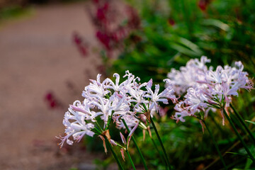 Flowers by garden path in country garden